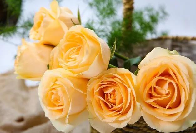 黄玫瑰代表什么含义,黄玫瑰歌曲