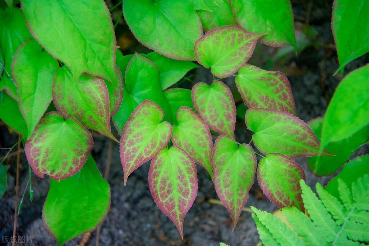 淫羊藿农村地里能找到吗,北方有淫羊藿的植物图片
