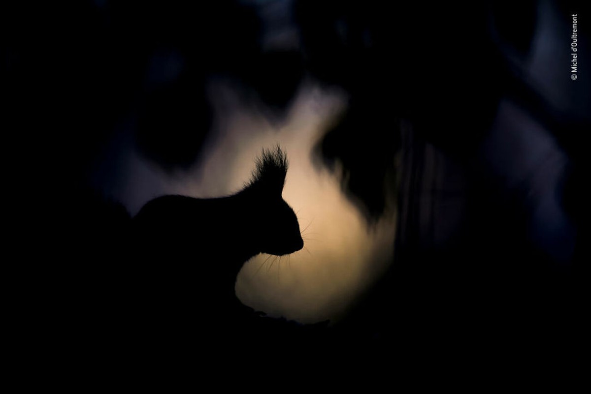 2019年最佳野生动物照片,2022年搞笑野生动物摄影作品