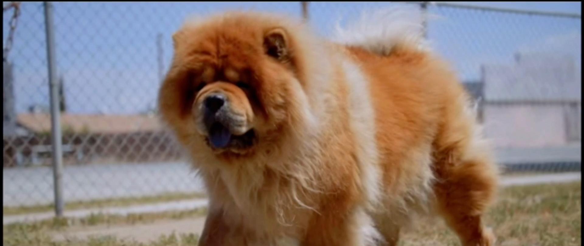 藏獒:中国的郁金香泡沫