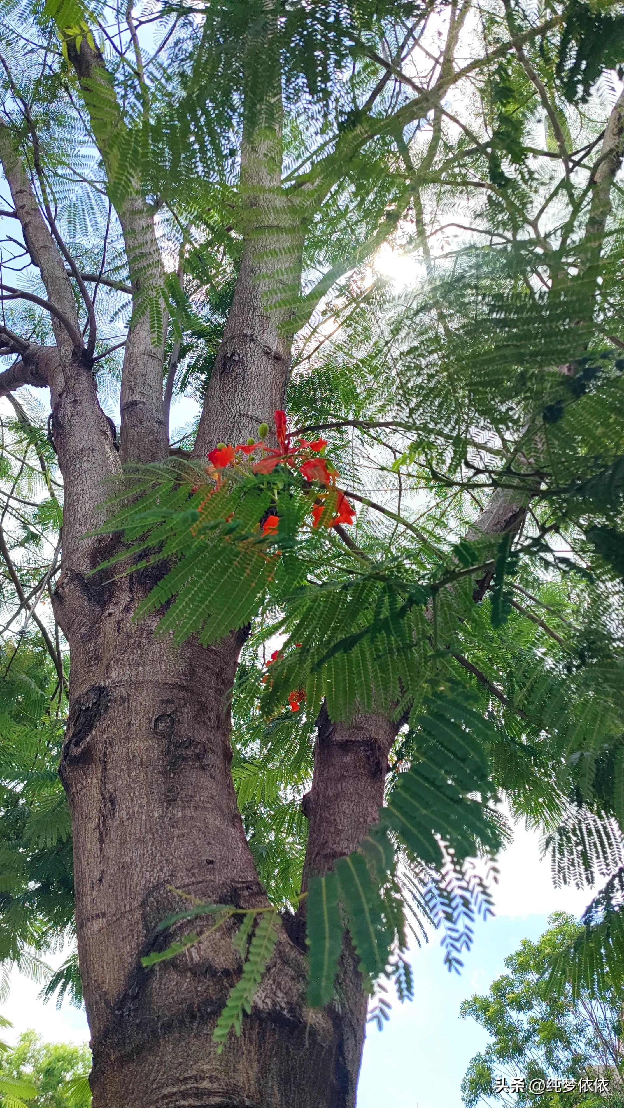 夏天随手一拍就是最好的画面,这张照片勾起了夏天的美好时光