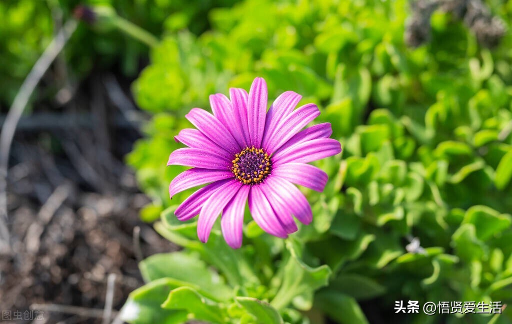 装修房子吸甲醛最好的是什么植物,新房入住有什么植物适合吸甲醛