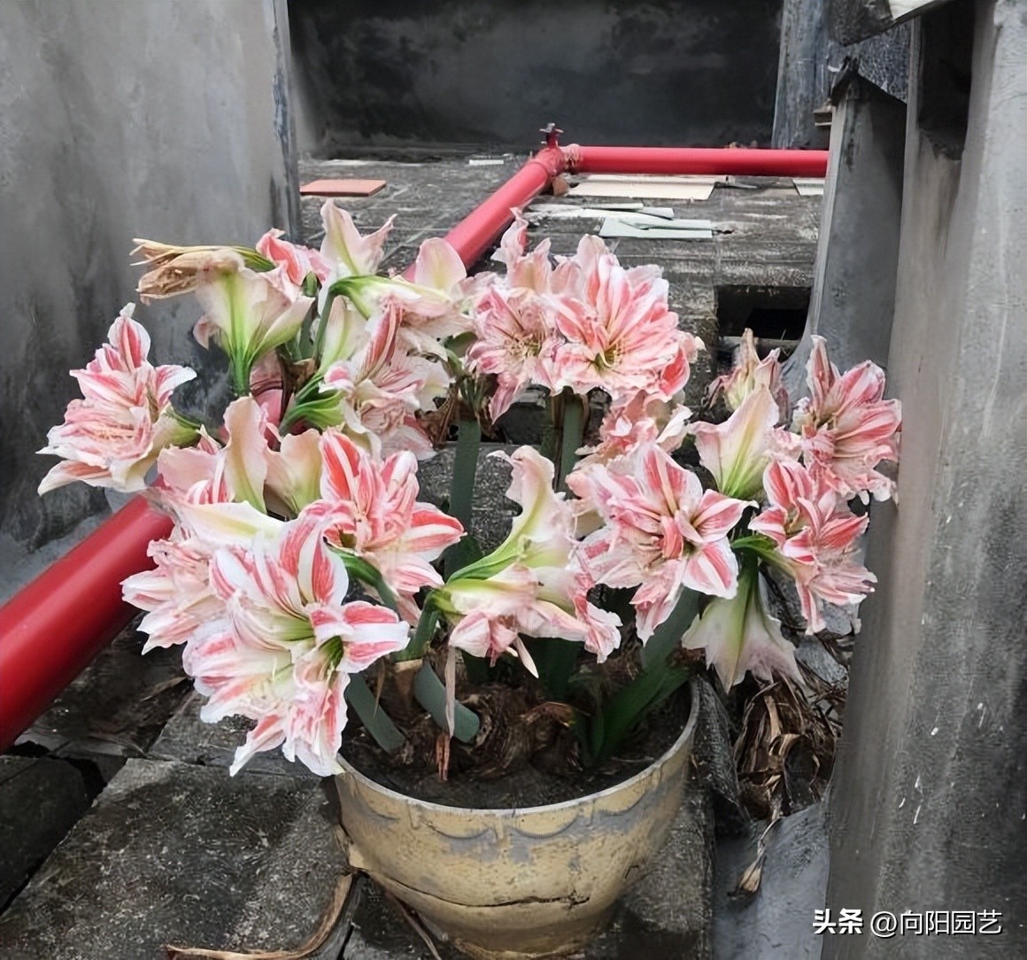 朱顶红遍地都是假货，花大价钱买土朱，让人防不胜防！