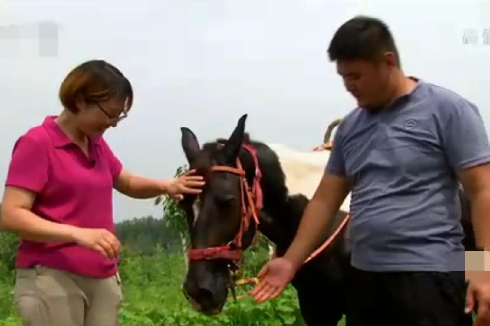 山东女孩承包5600亩地,女子承包500亩地种红薯被村民偷挖
