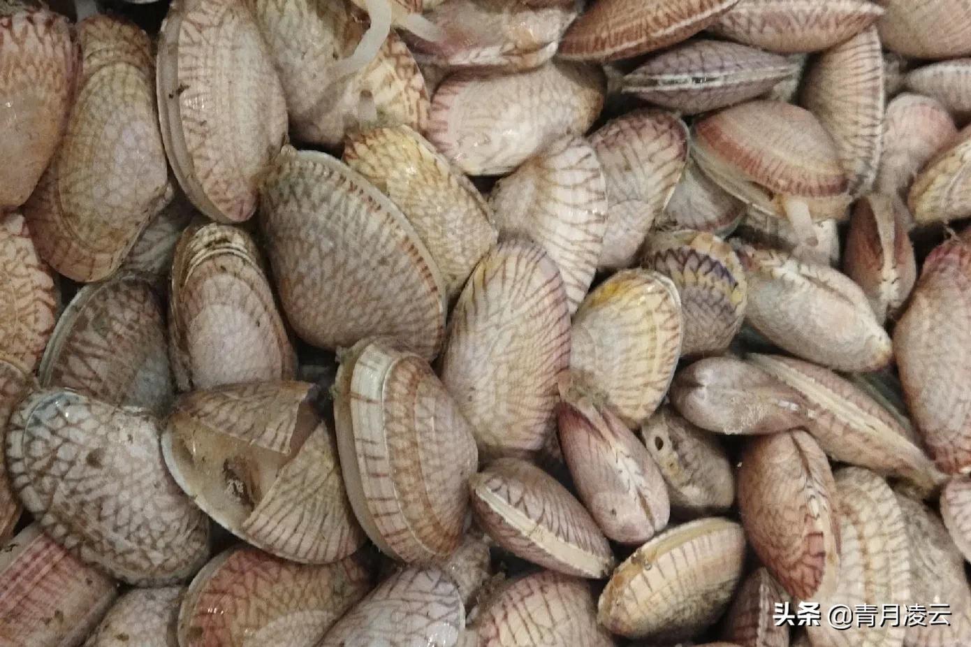 海鲜市场常见海产品图鉴,海鲜市场常见海产品图鉴表图例