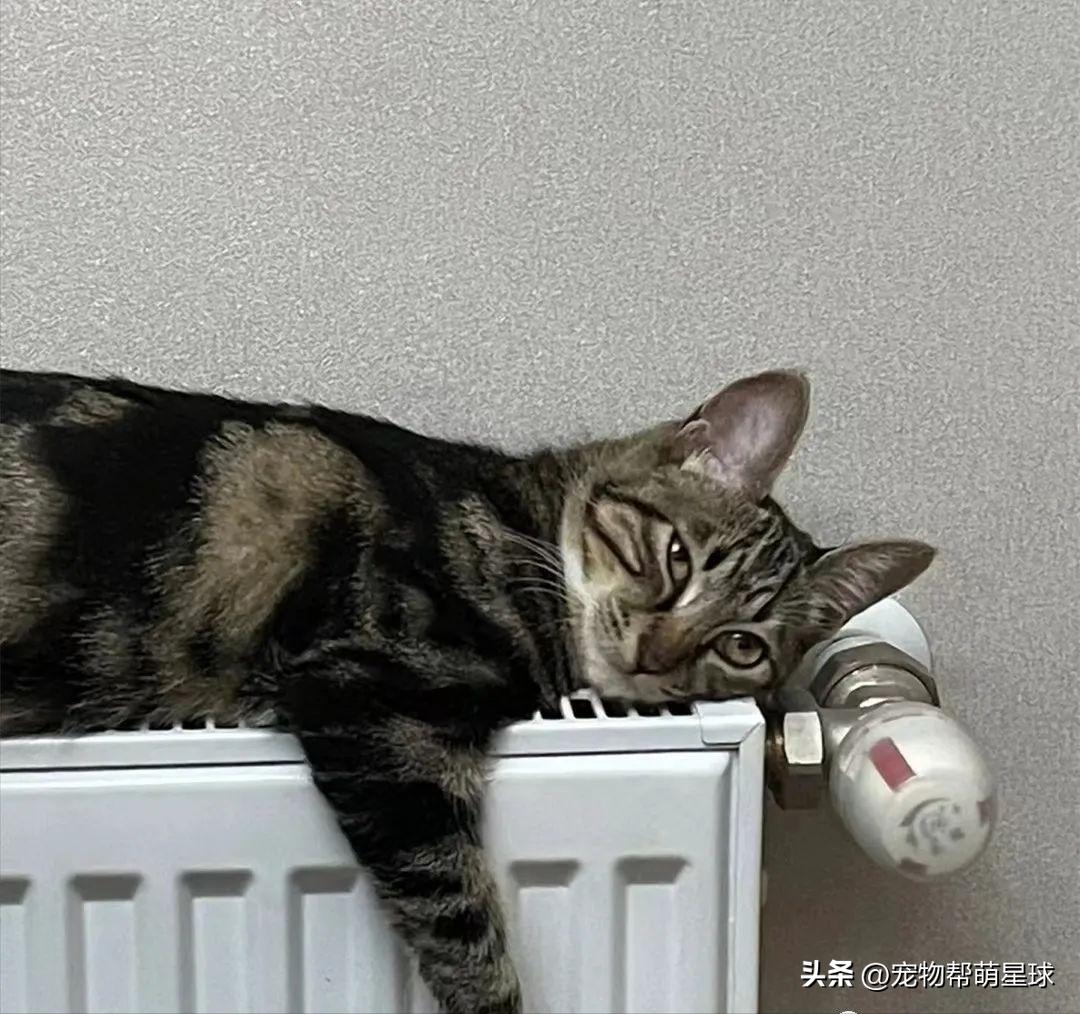 猫咪过冬取暖神器,冬天猫咪取暖神器