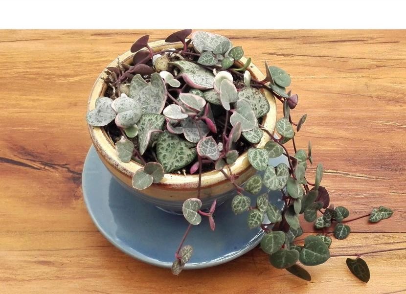 超级好看的多肉爱之蔓,超美的卷叶吊兰