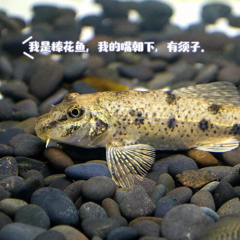 中国常见的淡水鱼全部图片,史上最全的淡水鱼图集