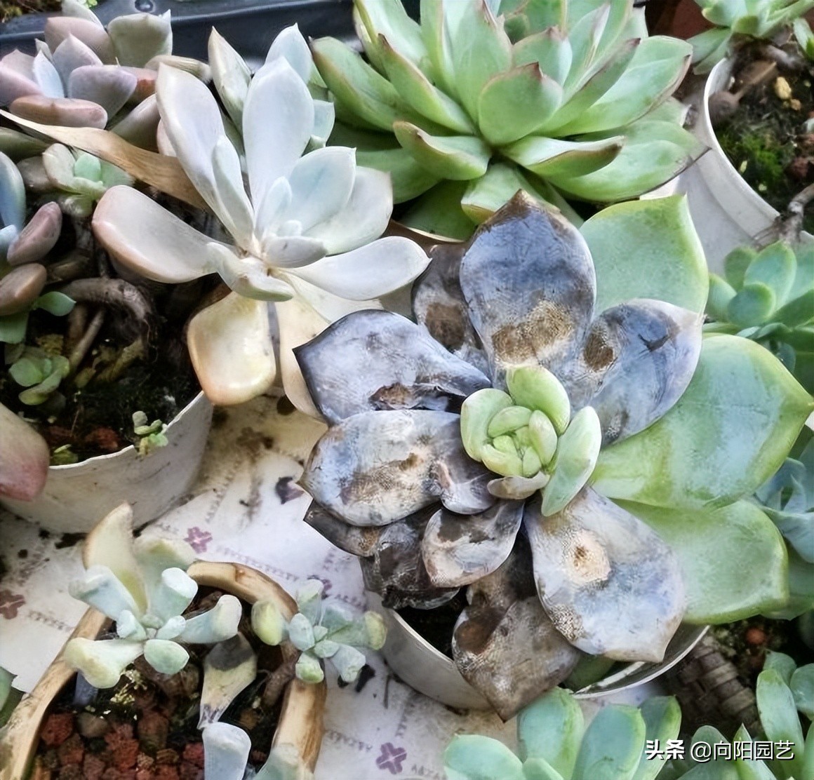 多肉害虫蚧壳虫用什么药,夏天多肉虫害