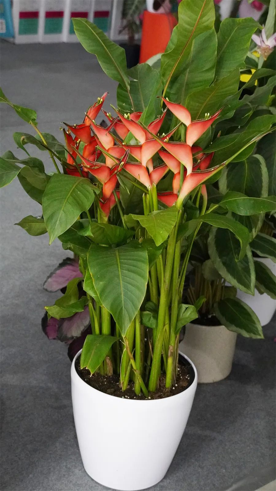 镇店之宝被抢购，“亚洲最美花展”上盆栽“吸睛”又“吸金”