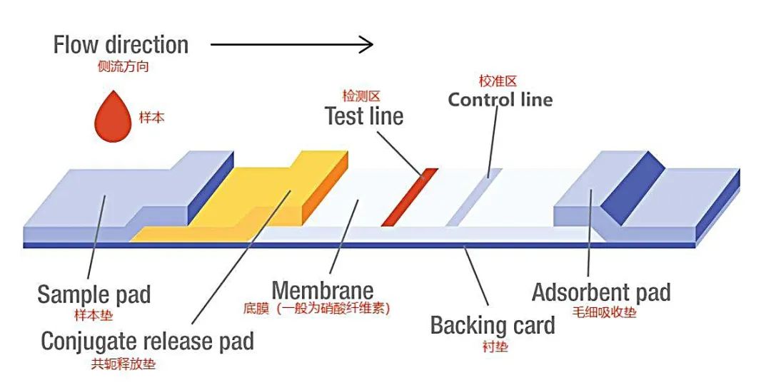 抗原检测的工作原理是什么？|No.341