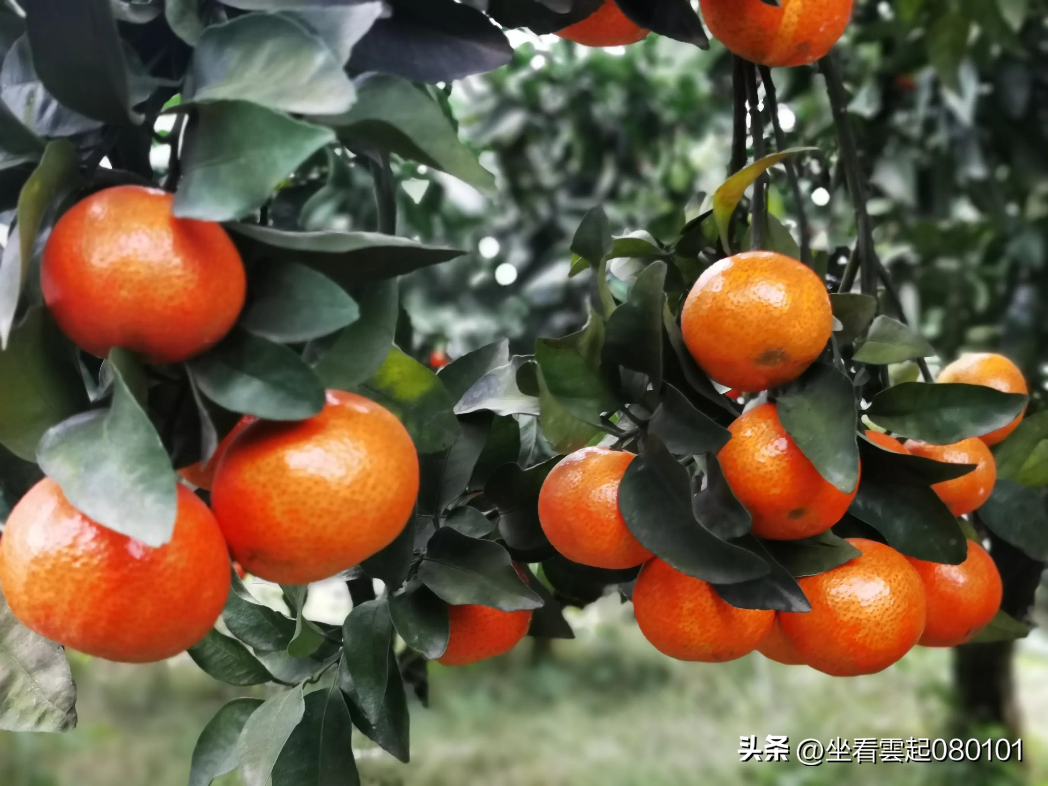 柑橘知识柑橘品种,柑桔的知识你知道几个呢