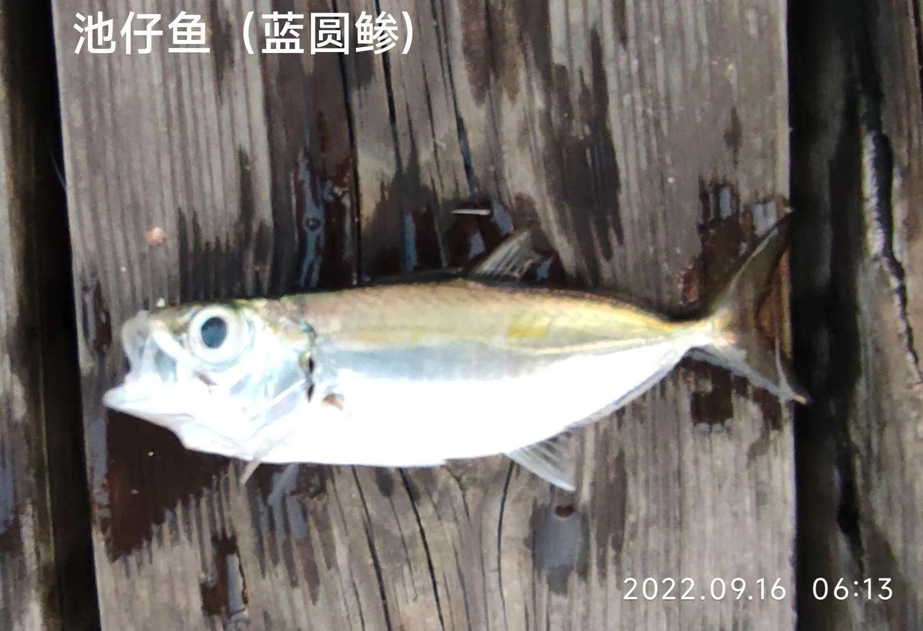 20种常见海鱼,十大常见野生海鱼