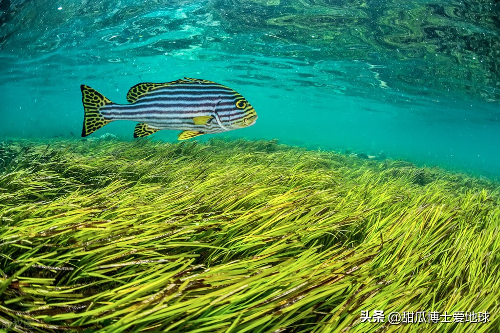 人类通过虎鲸发明了什么,人类首次发现虎鲸什么时候