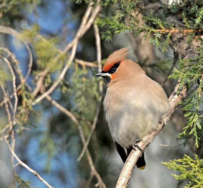 太平鸟图片大鸟,太平鸟图片大全高清壁纸