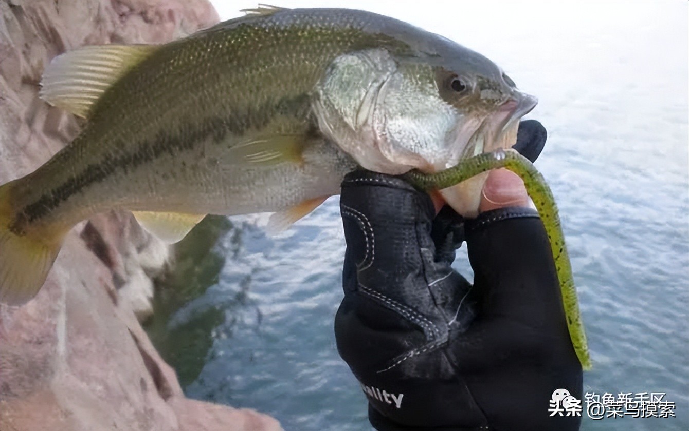 大加州鲈鱼怎么钓,加州鲈鱼钓法