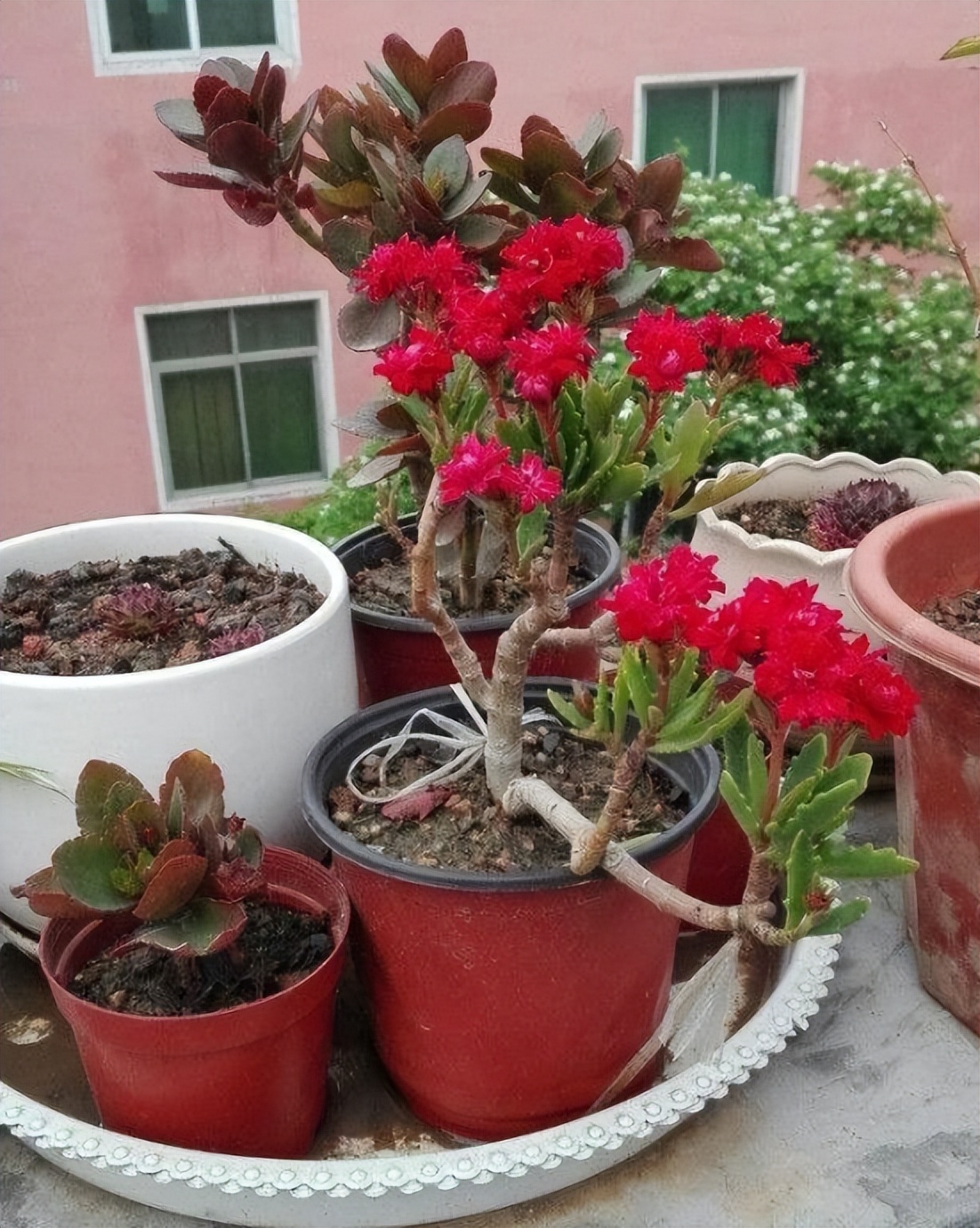 浇水后兰花盆底还是积了少量的水,给花浇水水全部从底部流走