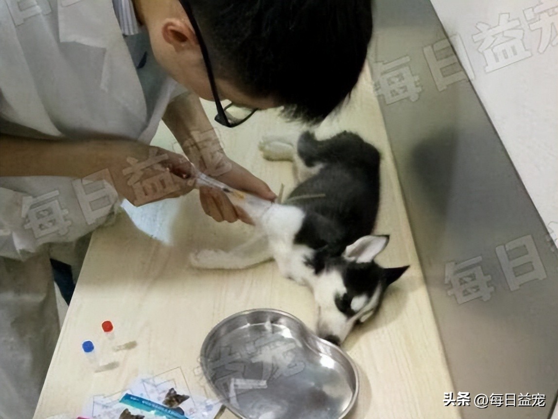 二哈趴在楼上对着主人的饭流口水,二哈在楼上对着主人的饭流口水