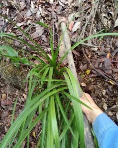 纯黄的兰花草一棵多少钱,兰花草真正贵的价格