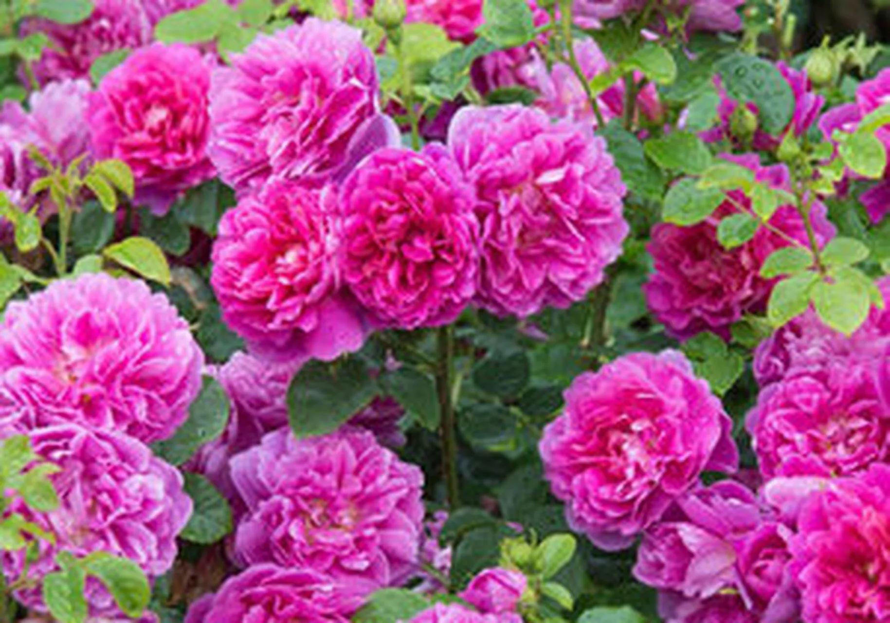 月季安妮公主怎么养,美人丽芙法式优雅月季