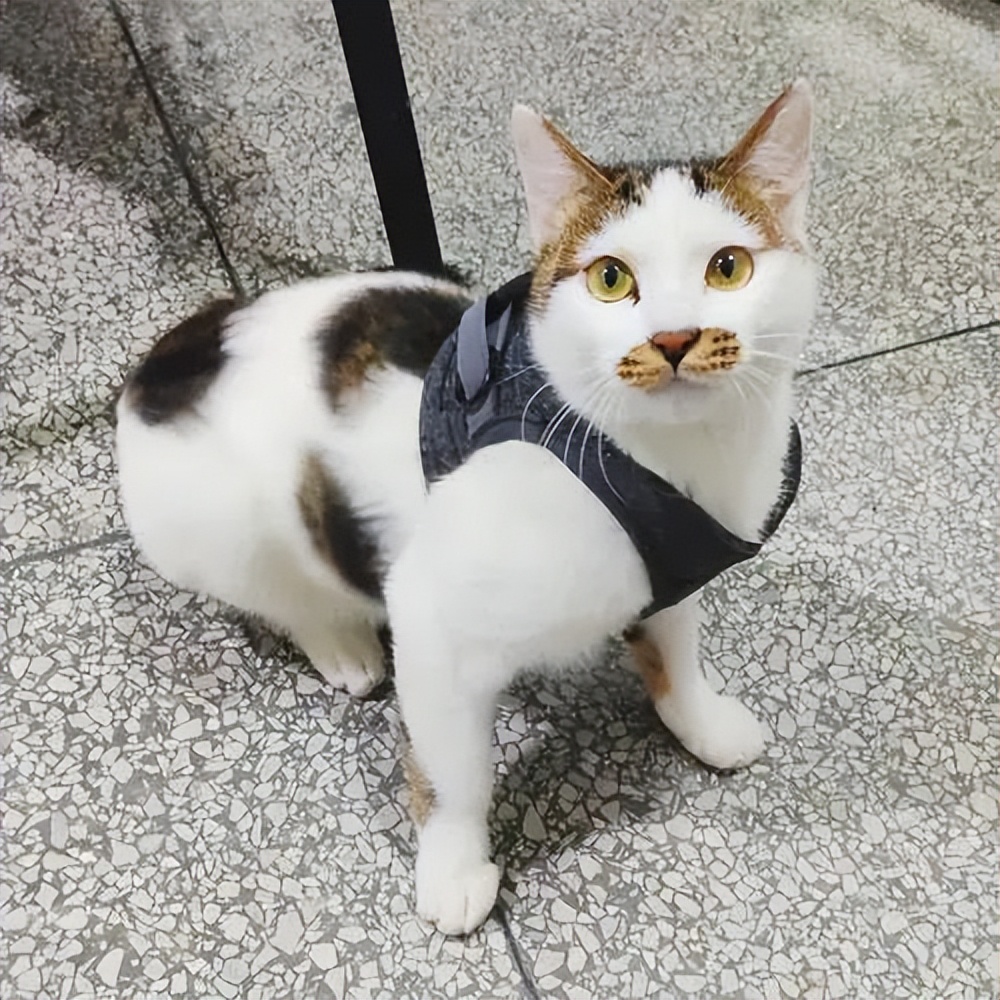 公猫绝育前后有什么变化,公猫绝育后性格有什么变化