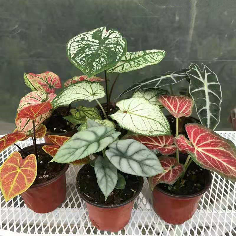 16种喜阴蔬菜,16种适合夏天养的花