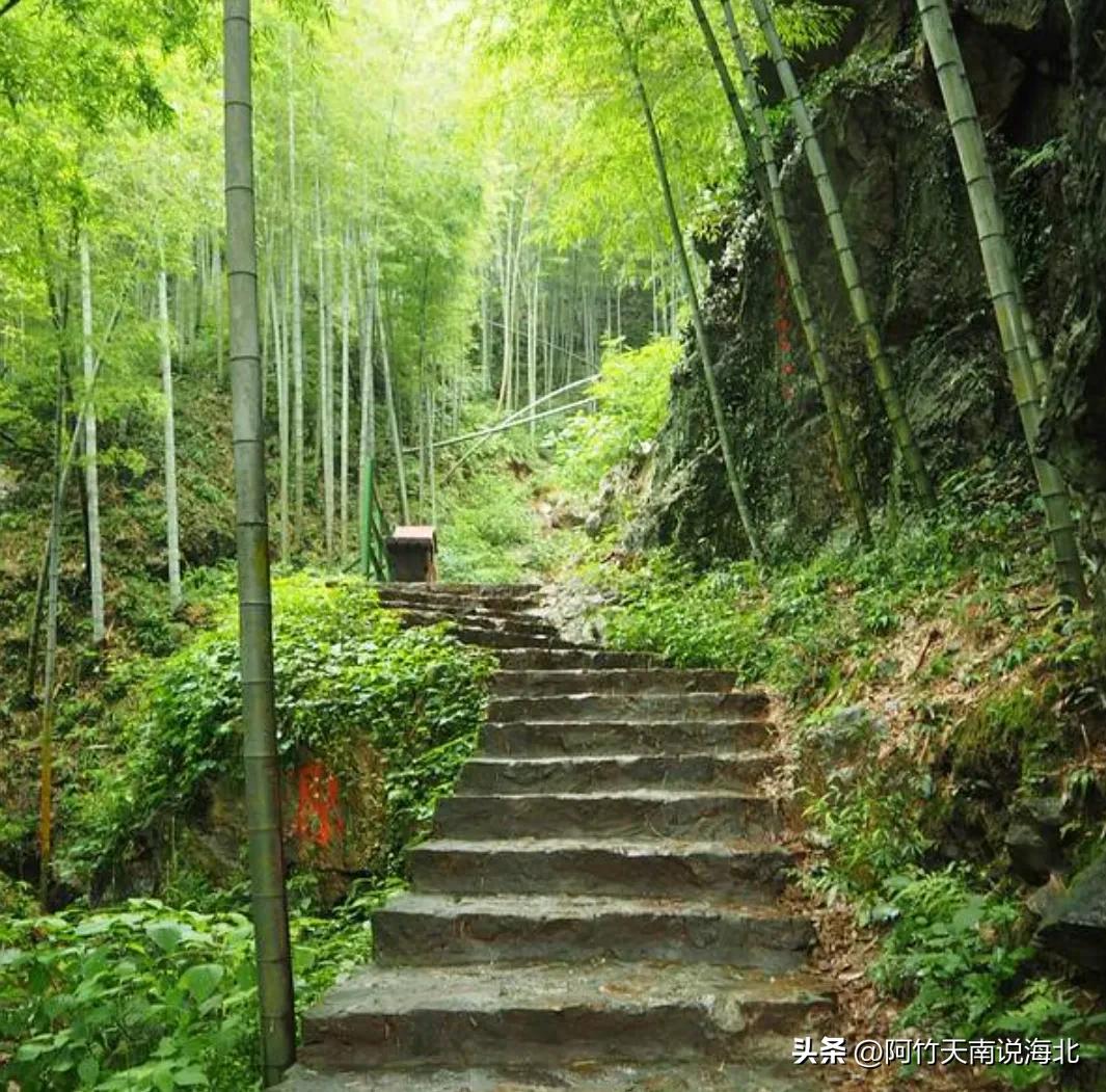 森林氧吧宜兴竹海,宜兴竹海森林氧吧