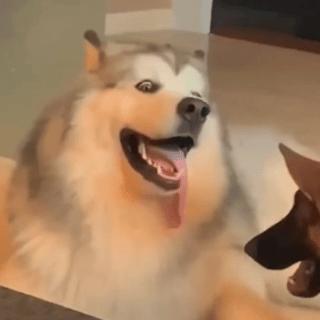 抖音黑人老嫂子搞笑表情包合集