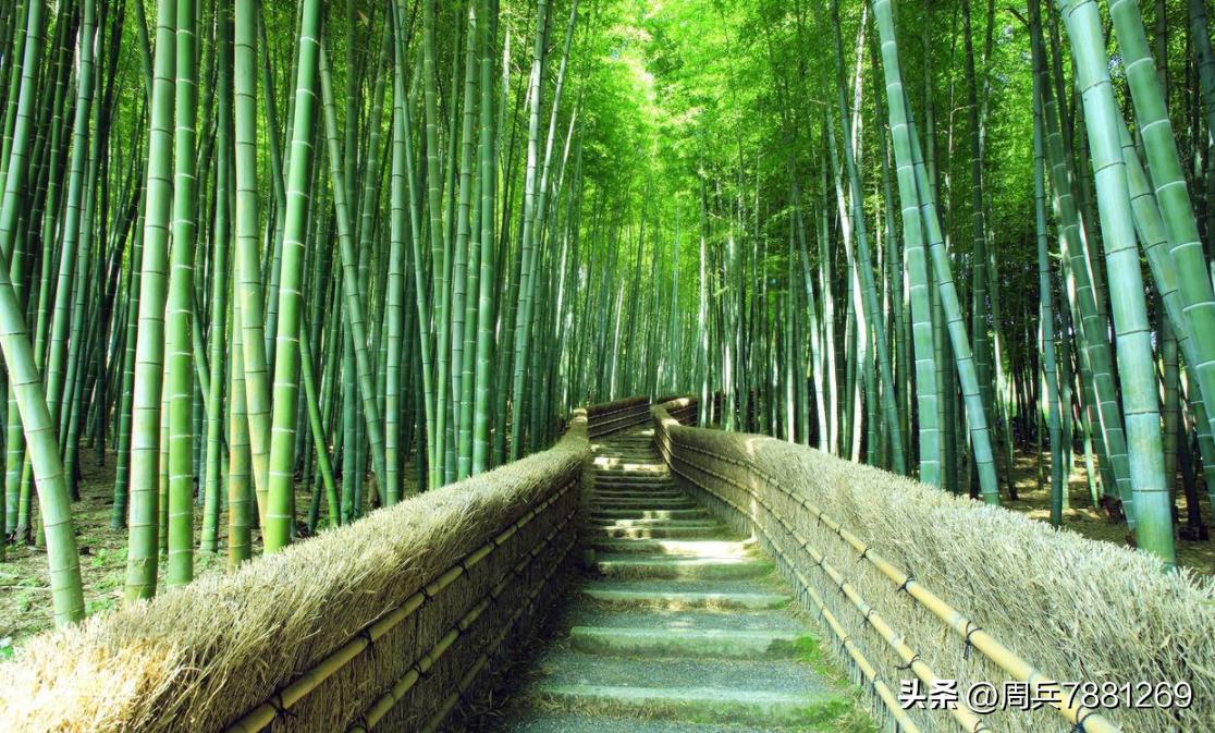 我国为何大力推行“以竹代塑”？竹制品有哪些优点？