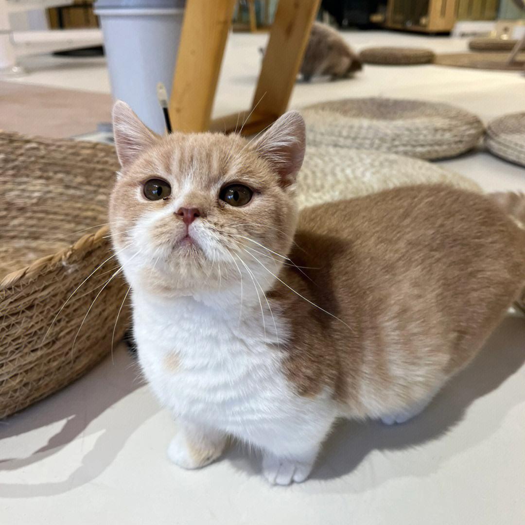 猫界最好养的猫是什么猫,什么猫寿命最短最好养