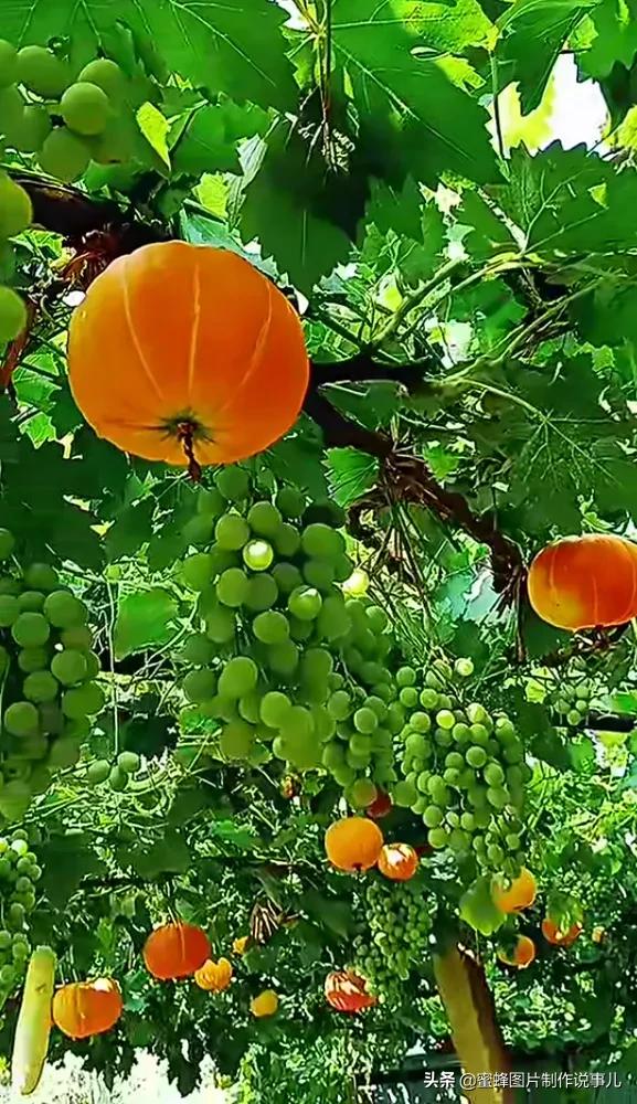 壁纸图片水果清新,丰收的水果高清图片壁纸