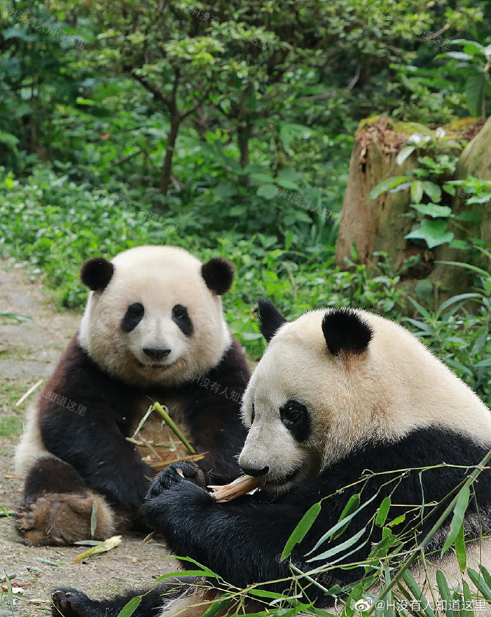 花花：接住谭爷爷给的小苹果，仿佛接住了整个世界。
