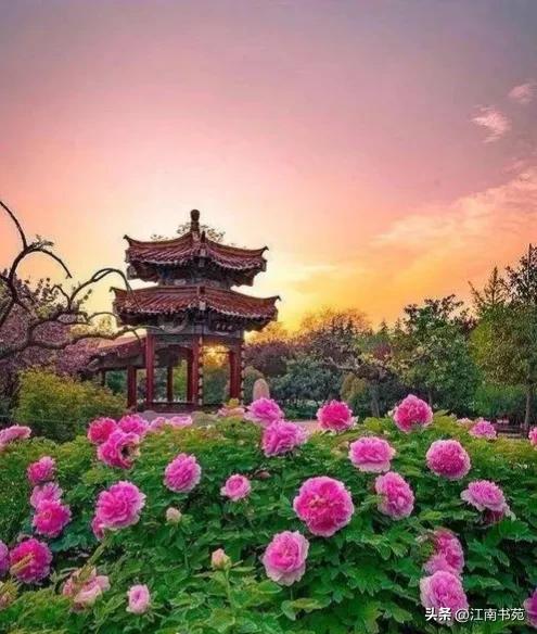 世界独一无二中国国花洛阳牡丹,洛阳牡丹定为国花的理由