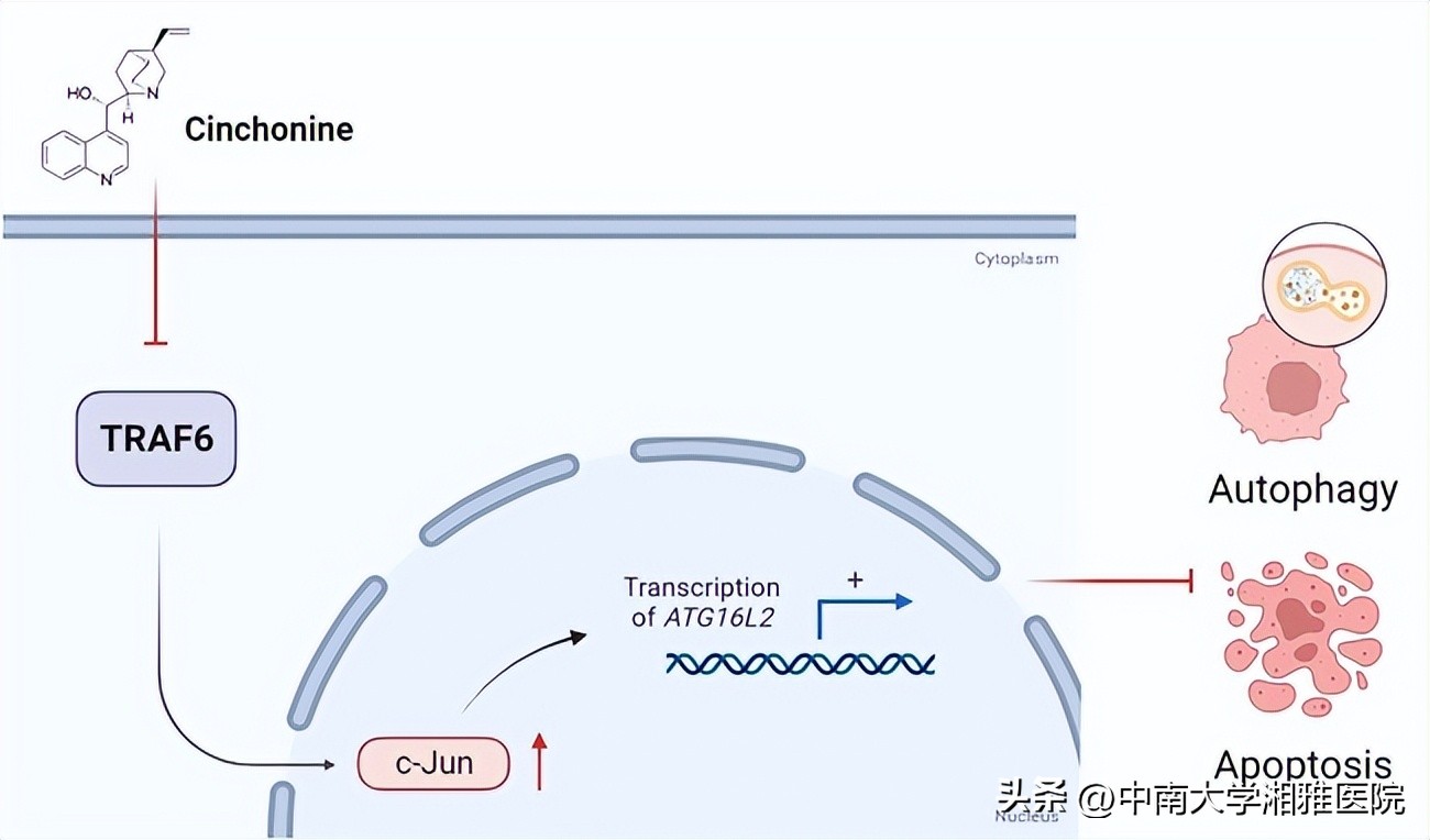 皮肤病最权威的治疗指南,皮肤病治疗综述