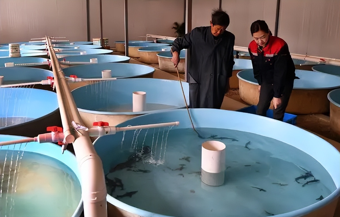 海水如何养殖罗非鱼技术,海水鱼的养殖方法