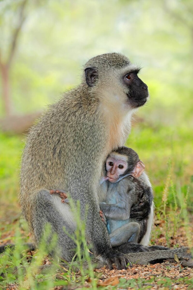 大班调皮的猴子教案,大班有趣的九宫格
