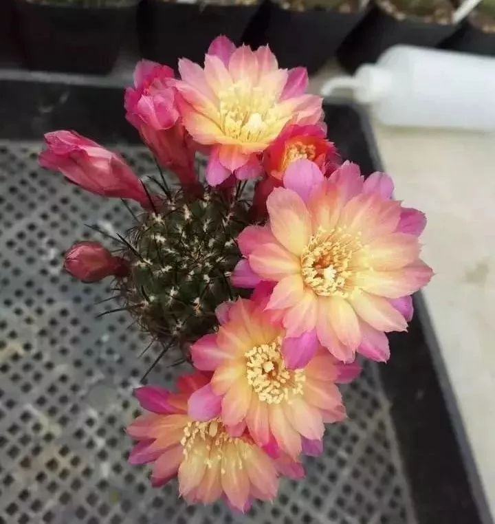 200种·仙人球开花图鉴，大开眼界，美到爆