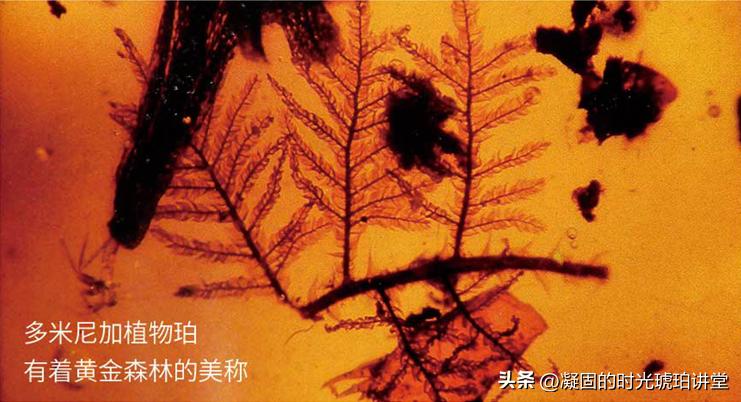 琥珀特点与价值,对琥珀的认识