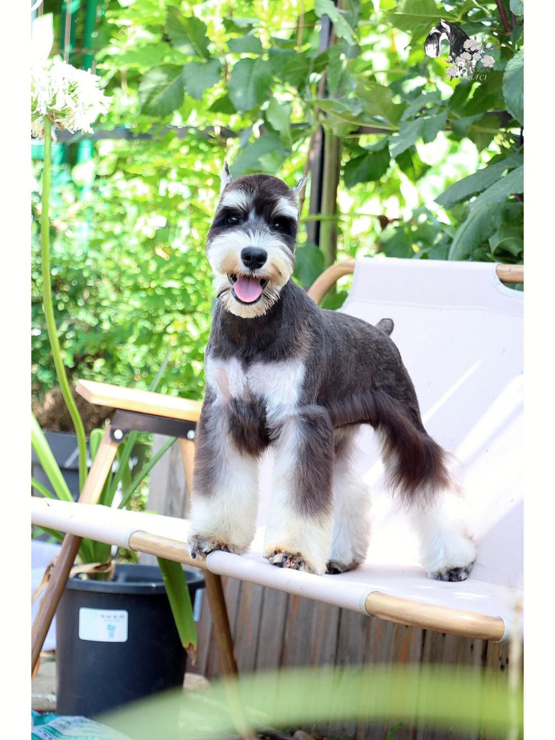 小型狗种类排行榜前十名,微型狗品种大全及图片