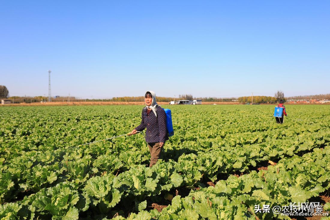 红蜘蛛和螨虫如何根除,蜘蛛螨虫最怕什么药