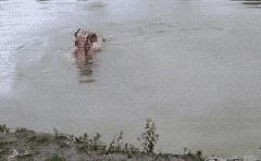 每日gif搞笑趣图,每日gif