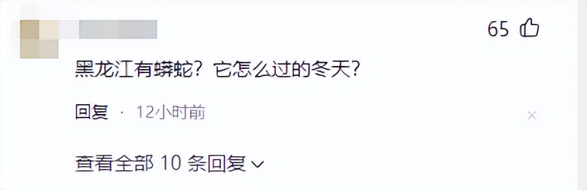 两百多斤巨蟒,街上最大的巨蟒有多可怕