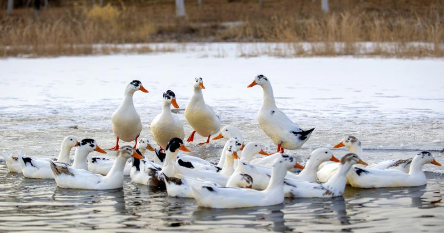 鸭蛋怎么提高蛋鸭下蛋率,如何避免蛋鸭掉蛋