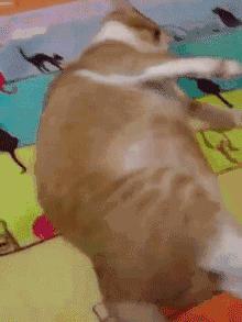 劝大家买猫的时候千万别买两只猫,买猫一时爽养猫火葬场