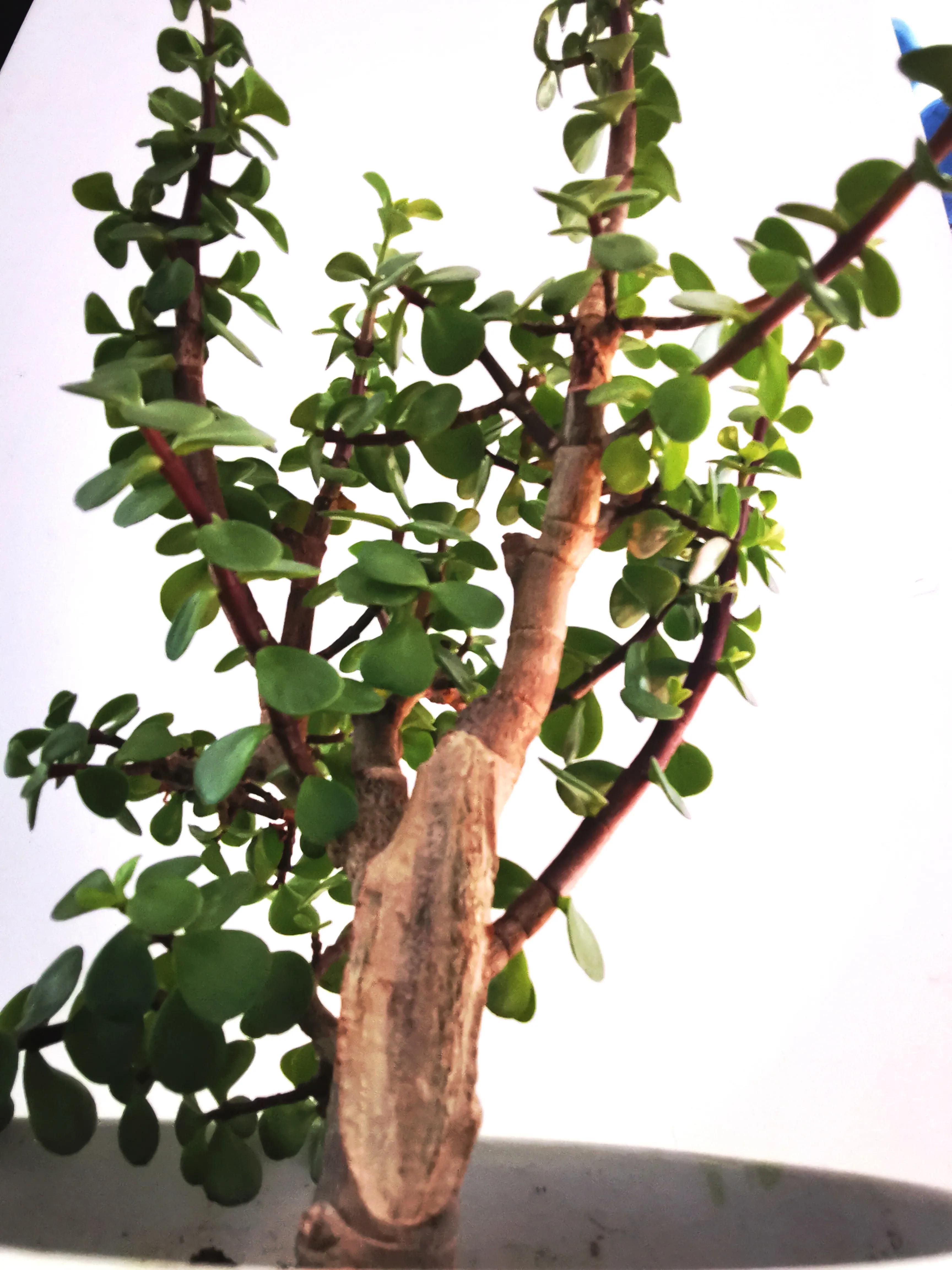 受伤的疤痕一定会成为坚强的盔甲,你的伤疤会成为坚韧的盔甲