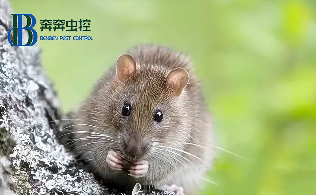 家里有老鼠怎么办啊,怎样灭家里老鼠最快最有效