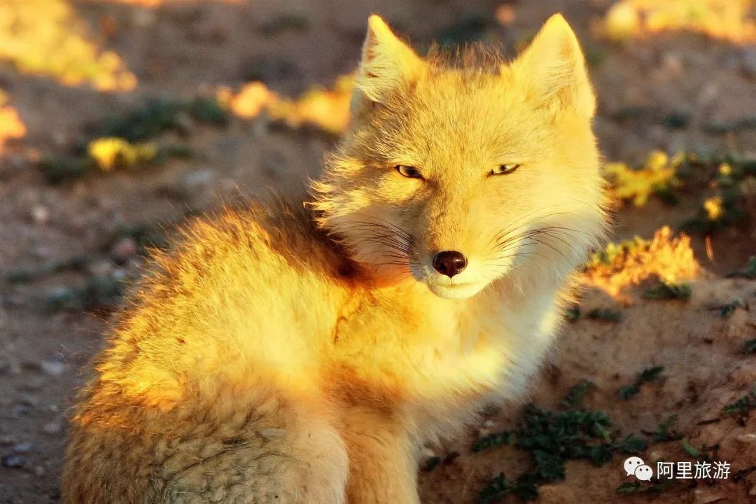 西藏最近很火的大地之树,网红大地之树