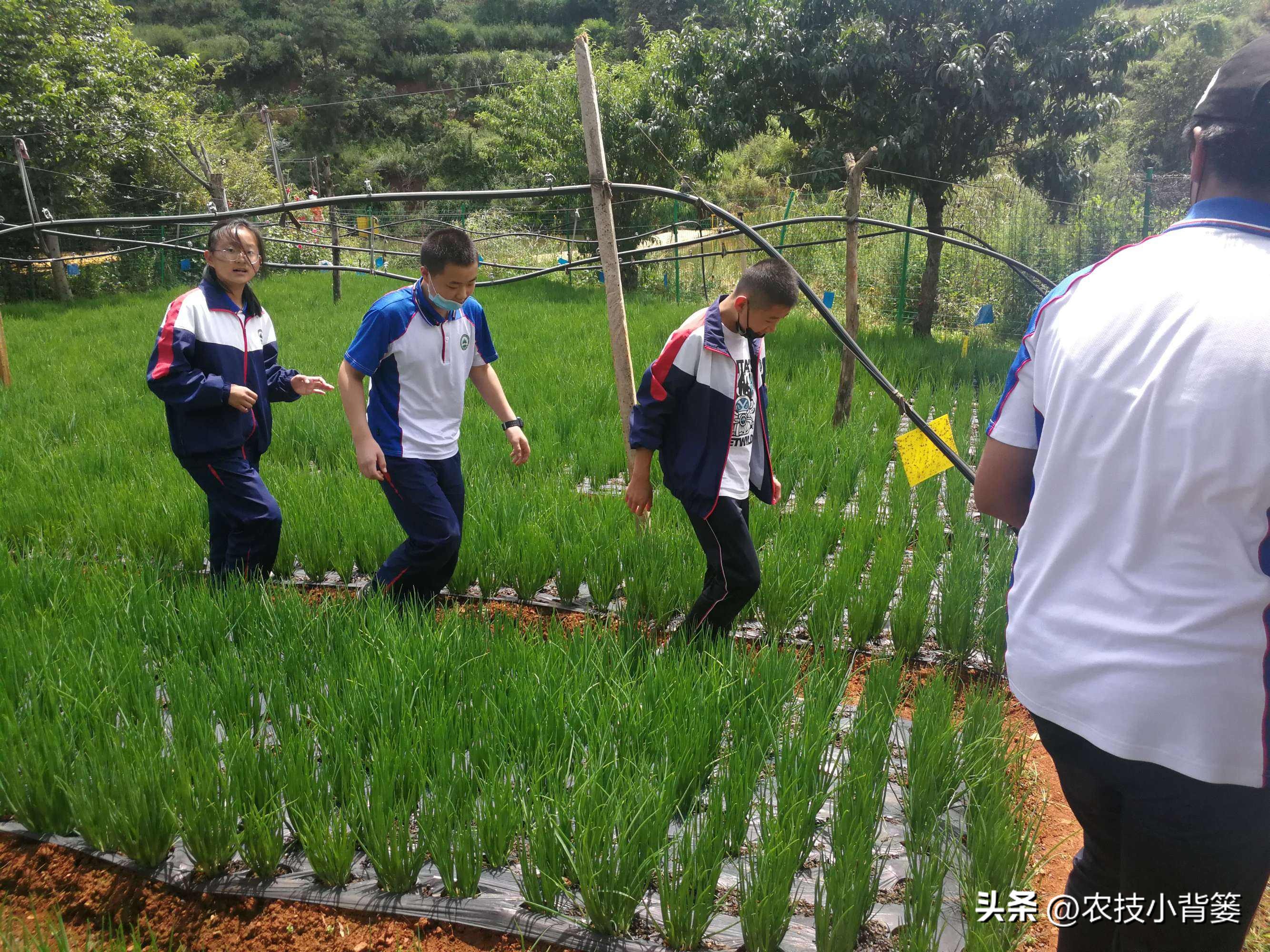 小香葱种植时间和方法视频,小香葱的种植方法和时间