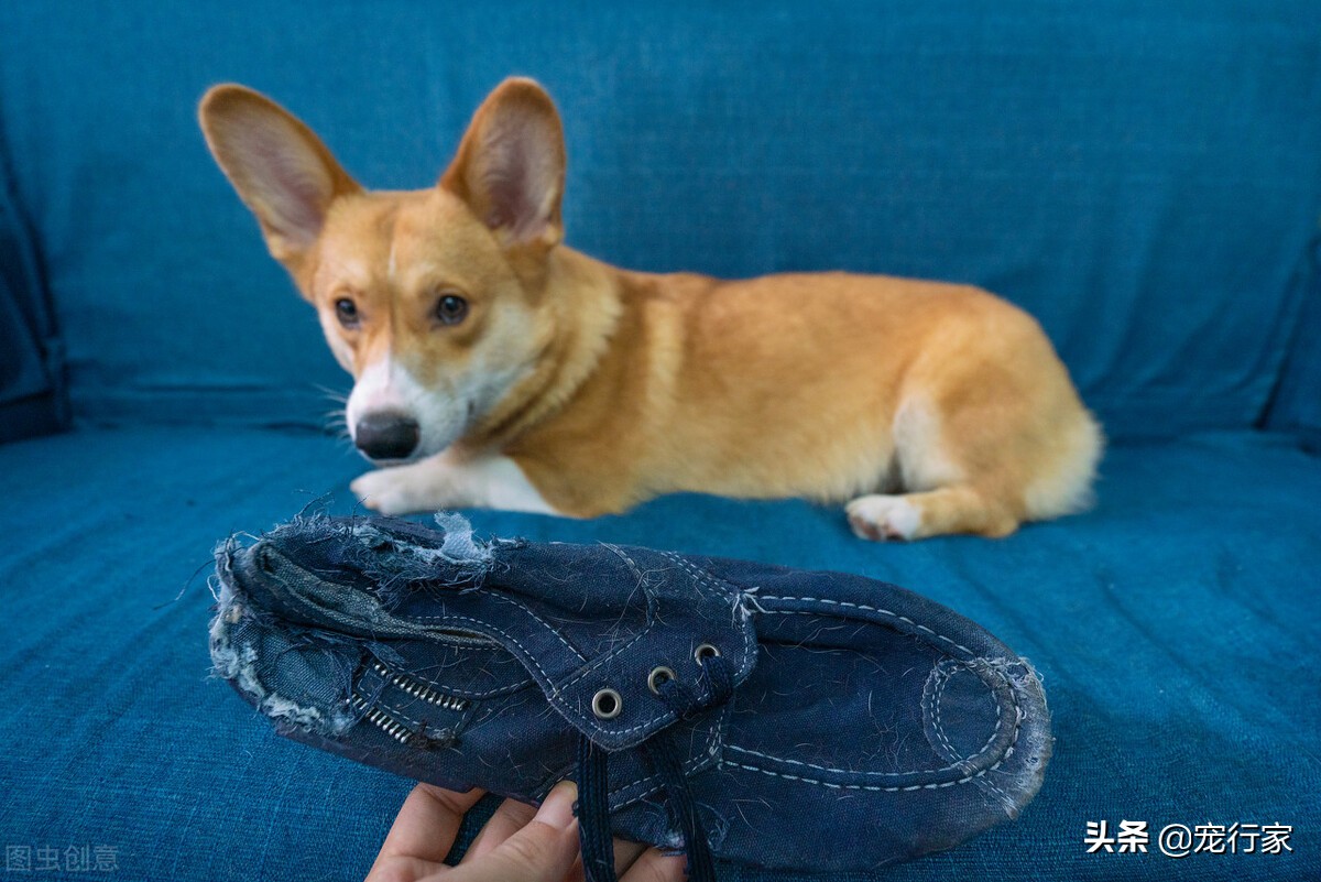 狗狗太懒了要怎么纠正,狗狗太无聊怎么办