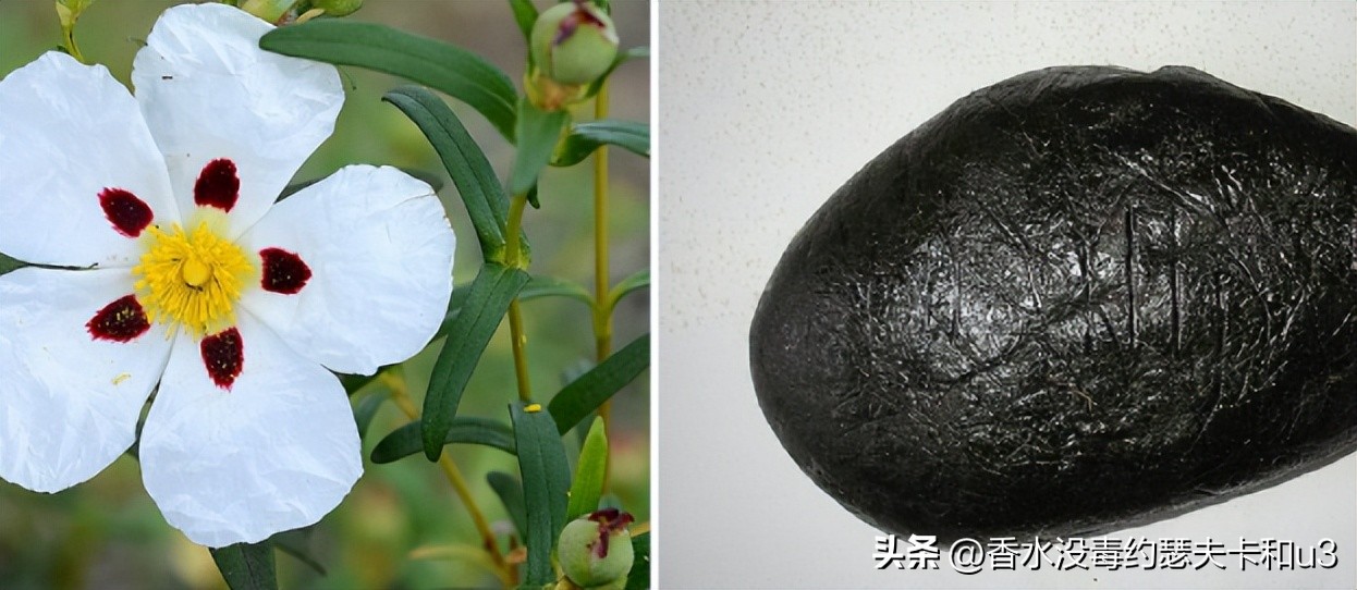 夏日香水,夏日香水有哪几种